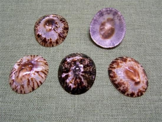 One polished Hawaiian oval limpet shell, measuring 1.5 to 2 inches. *****
