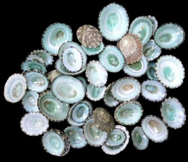 One  Green Limpet shell, measuring under an 1 inch, a few may be an inch *****