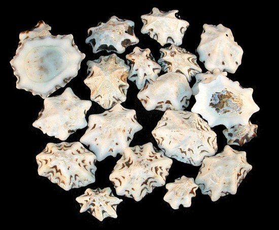 One quarter pound of Star Limpet shells, most measuring less than 1 inch ****