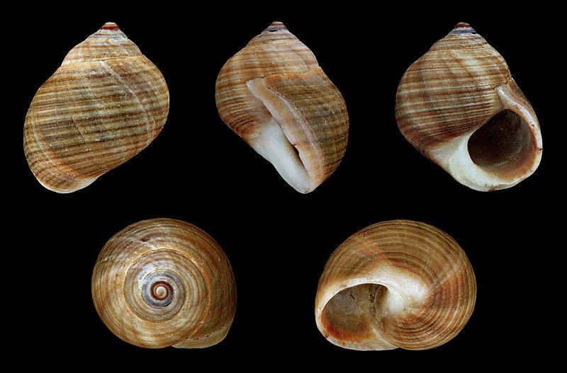 One quarter pound of Brown Littorina Shells measuring mostly under 1/4 inch******