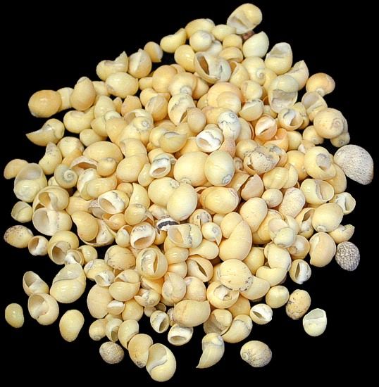 One quarter pound of yellow Littorina shells, measuring 1/4 inch or less*****