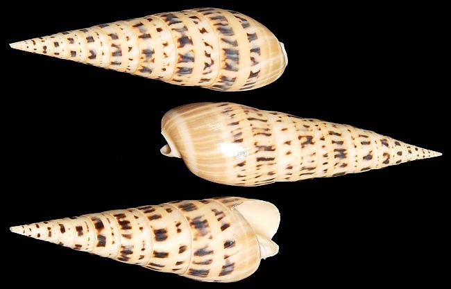 One Marlin Spike shell, measuring 2.5 to 4 inches ****