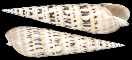 One Marlin Spike shell, measuring 5 to 6 inches. ****