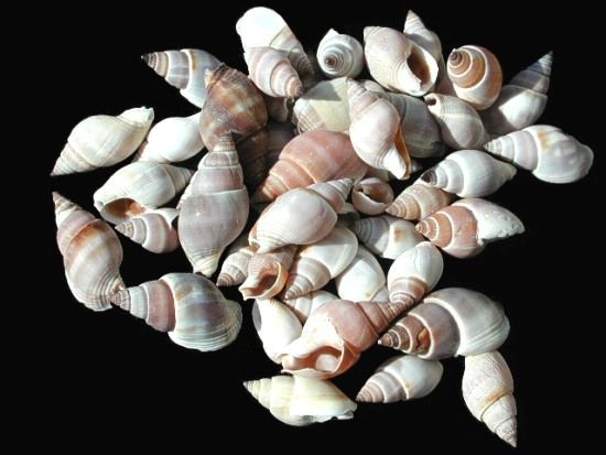One quarter pound Brown Marginella Shell measures between 3/4 and 1 inch *****