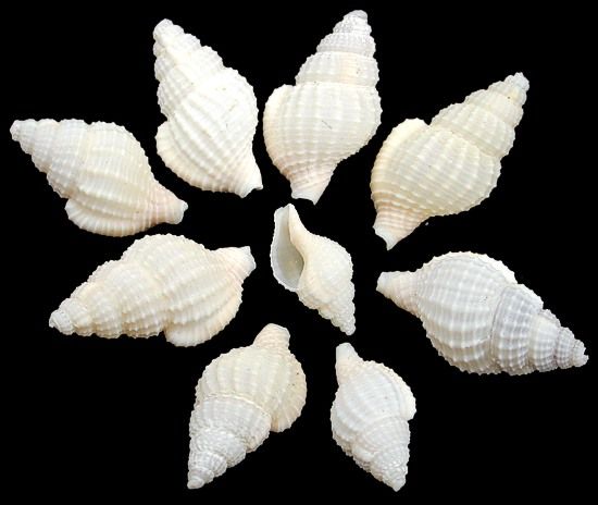 One quarter pound of Tan Marginella Shells measures 1/2 to 1 inch. *****