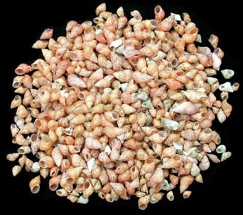 One quarter pound of Philippine Melissa shells, each measuring approximately  1/4 inch *****