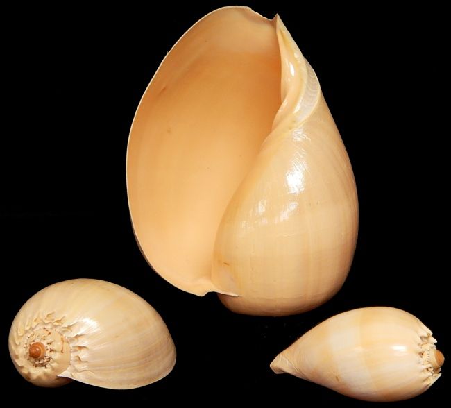 One Diadema Melon shell, measuring 10 to 11 inches.    OUT OF STOCK *****