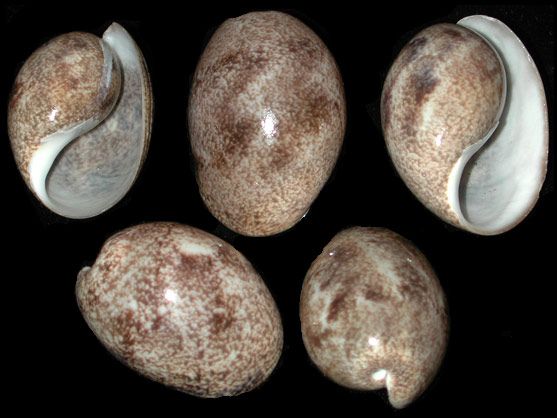 One quarter pound of Bailer Melon Shells, measuring 1.5 to 2 inches. ******