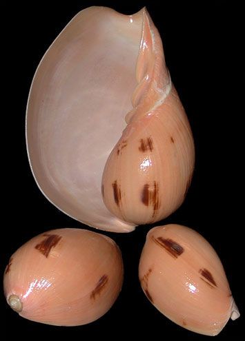 One Indian Melon Shell, measuring 7 to 8 inches  *****