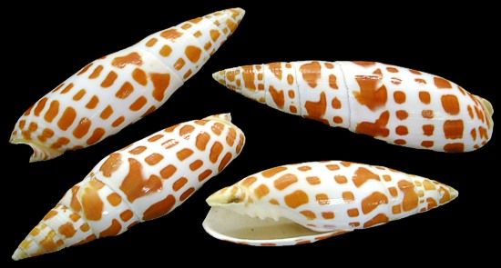 ​One Mitra Mitra shell specimen measuring 1 to 2 inches *****