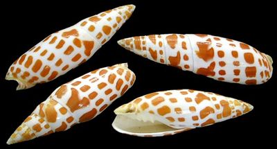 ​Mitra Mitra 3 to 4" Shell Sold Each