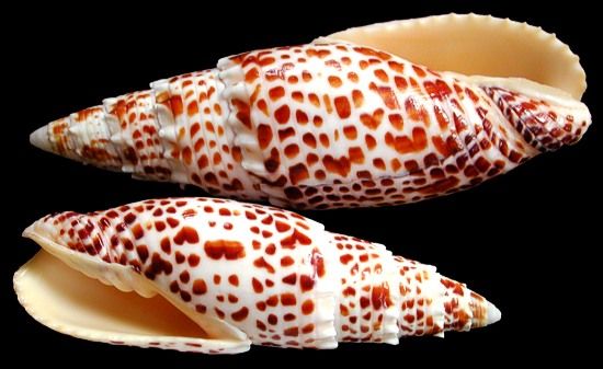 A  3 to 5&quot; Mitra Papalis shell