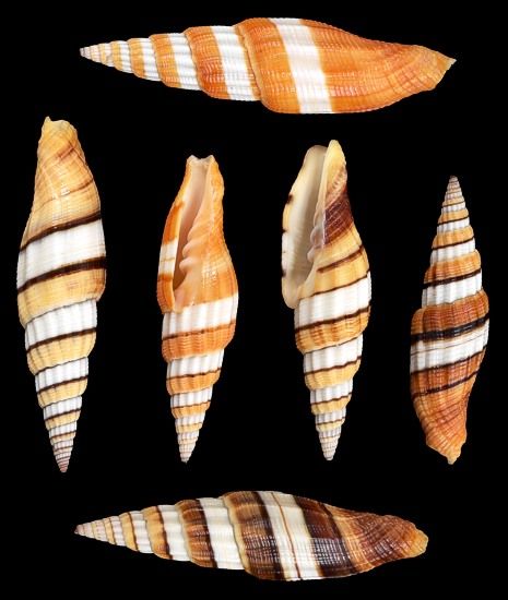 One Mitra Taeniatum shell measuring 1 to 2 inches *****