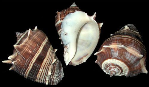 One natural Melongina shell, measures between 3 to 5 inches *****