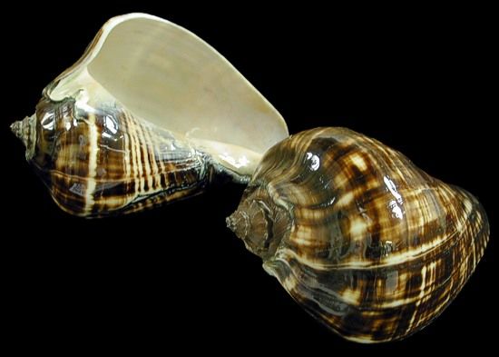 One Polished Melongina Melon Conch Shell, chocolate color, measures 3 to 5 inches *****