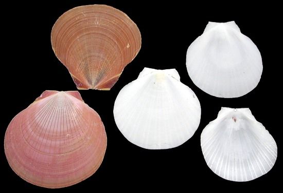 ​One white moon shell Scallop measuring 2 to 3 inches ******