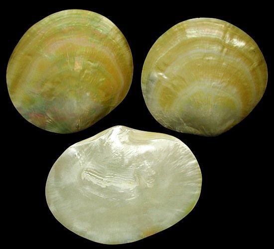 One polished gold Mother of Pearl plate, measuring approximately 5.5 inches. *****