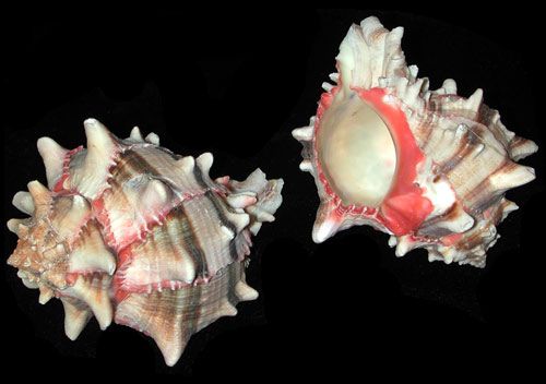 A 2 to 3 1/2&quot; single Murex Brassica shell