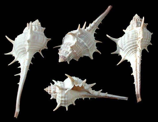 One Turnispina Murex shell, measuring 3 to 4 inches *****