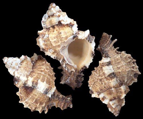 One Apple Murex shells, measuring 2 to 2.5 inches.   *****