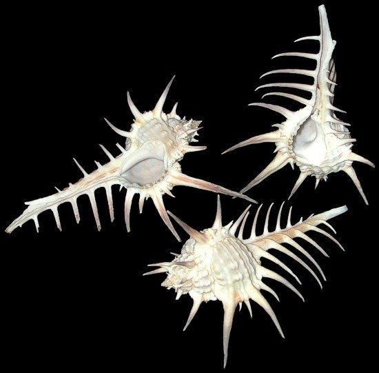 One Murex Negros shell, measuring 2 to 3 inches ******