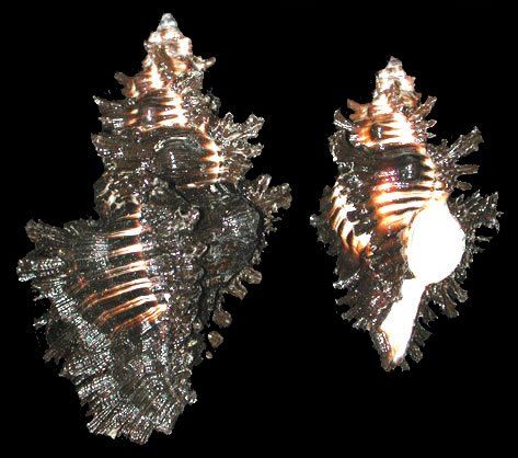 One Lace Murex, scientifically known as Chicoreus dilectus, measuring 2 to 3 inches *****