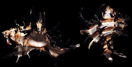 One Indivia (Long Spine) Murex shell, measuring 3 to 4 inches *****