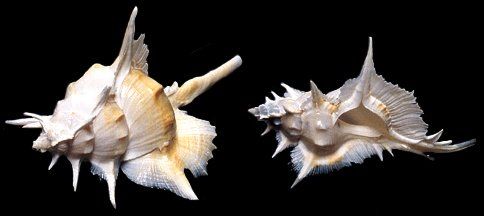 A 4 to 5&quot; Murex Alabaster shell