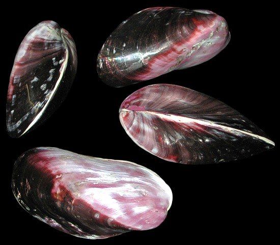 One polished Purple Mussel shell, measuring 3 to 3 1/2 inches ********