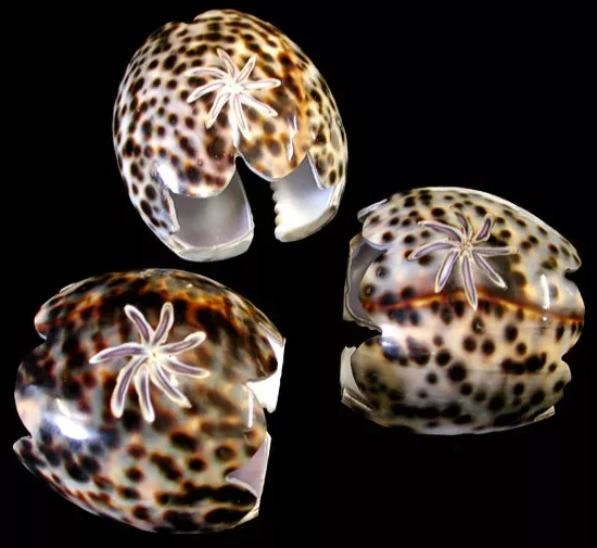 One Hand Carved Tiger Cowrie Napkin ring measuring 2 inches ****