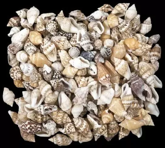 One quarter pound of mixed Nassa shells, each measuring up to 1/4 inch******