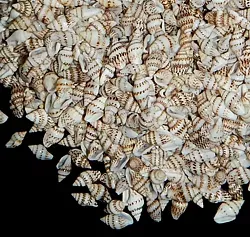 One quarter pound of Striped Nassa shells, each measuring up to a 1/4 inch  OUT OF STOCK*****
