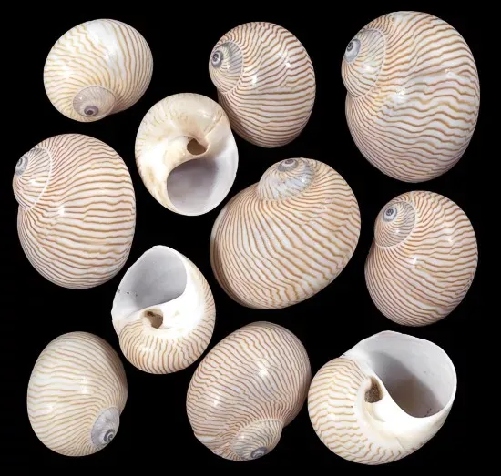 Seven Nautica Lineata shells measuring  3/4 and 1 inch.*******