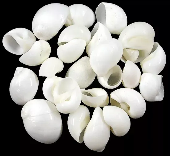 One quarter pound of White Nautica Shells, most measuring under 1 inch.******