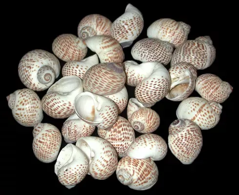 Six Nautica Tigrina shells measuring 1/2 to 1 inch.******