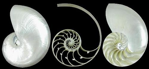 A 4&quot; Pearl Nautilus shell, sectioned into 3 parts
