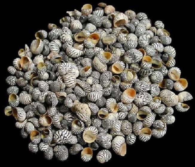Three ounces of Zebra Nerite shells, measuring less than 1/4 inch ****