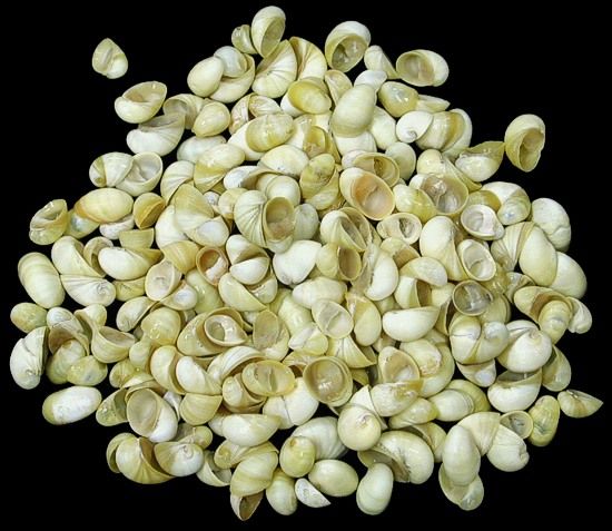 One quarter pound of Rangiana Nerite shells, each less than 1/4 inch in size. ****