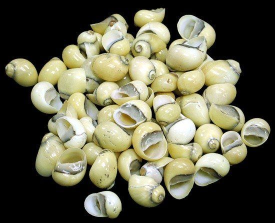 Three ounces of Yellow Nerite shells, measuring 2/8 to 6/8 inch. ****