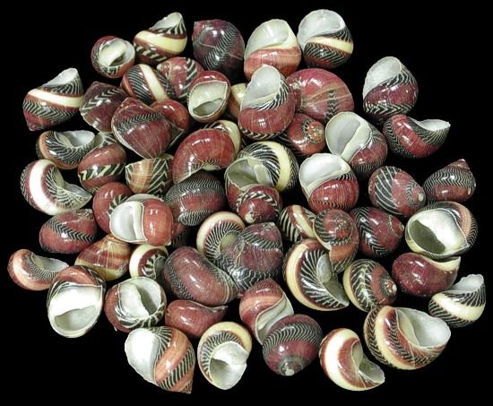 One quarter pound of Red Nerite shells, measuring approximately 1/2 inch. ****
