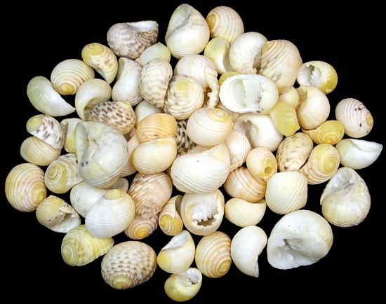 Quarter pound of Nerita Plicata shells measuring 2/8 to 1/2 inch. ****
