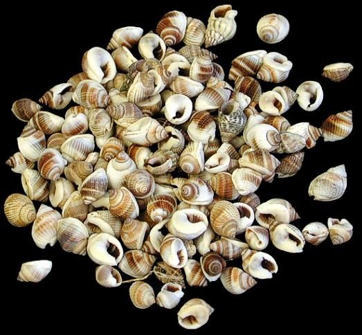 One quarter pound of Common Nutmeg Shells, ranging in size from 1/4 to 3/8 inch