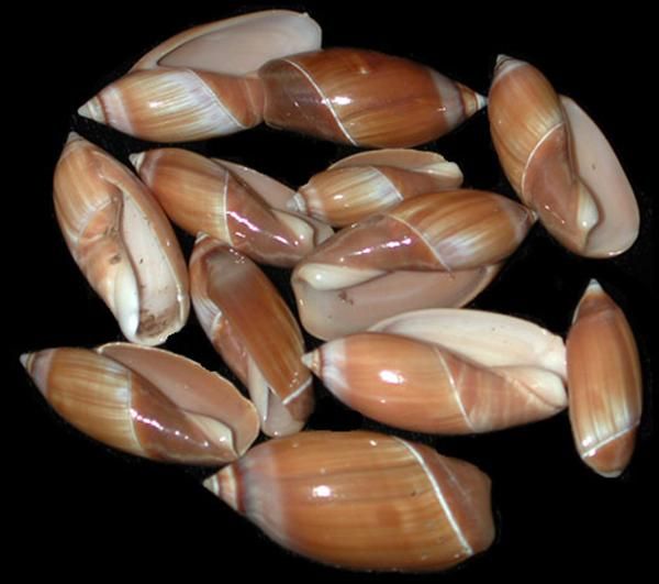 One Red Olive Shell, ranging in size from 5/8 to 1 1/2 inches ******