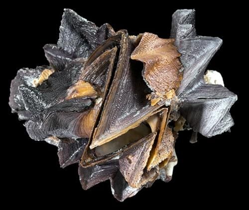 A 4 to 5&quot; Zigzag Oyster OUT OF STOCK
