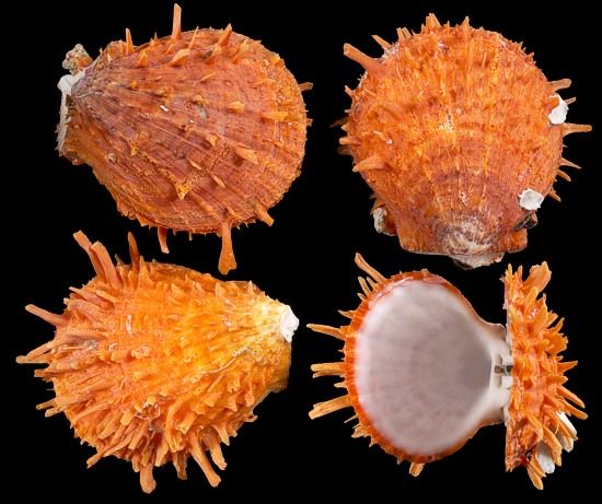 One complete Spondylus Ducallis Oyster measuring 3 to 4 inches OUT OF STOCK *****