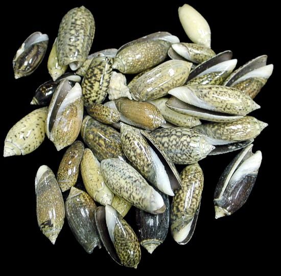 One quarter pound of Baby Olive shells, ranging from 1/2 to 1 1/4 inches  ****