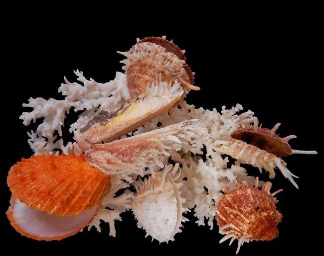 One 3 to 4 inch Spiny Oyster Pair sold in assorted types of spiny oysters ****
