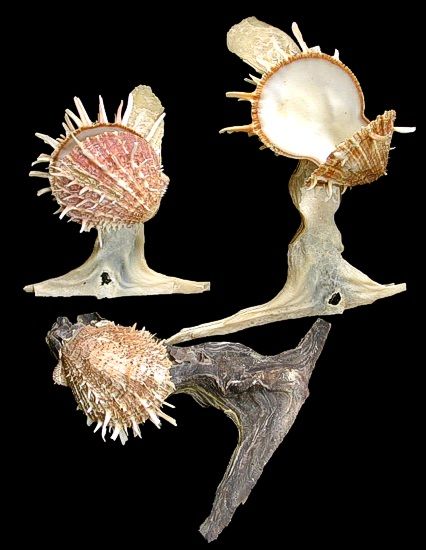 One Hammer Head Oyster Shell with an attached Spiny Oyster measuring 6 to 7 inches *****