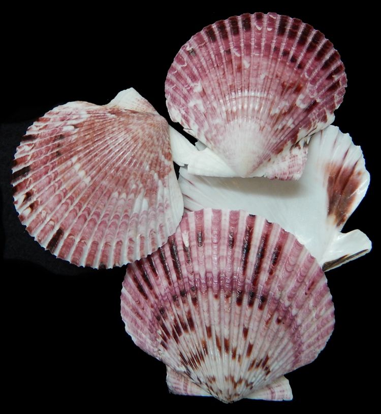 One Purple Purpuratus Pectin single 1 1/2 to 2 inches ****