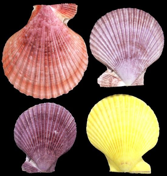 ​One Noble Pectin Pair sold only in assorted natural colors, straight line measurement approximately 2 3/4 inches or greater. *****